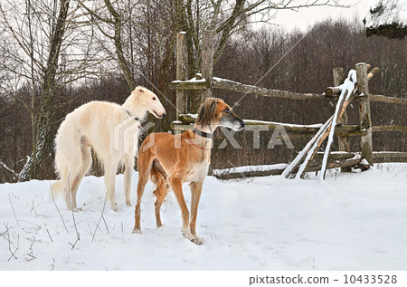 Hunting dogs 10433528