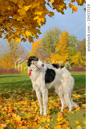 Russian borzoi Russian borzoi 10433529