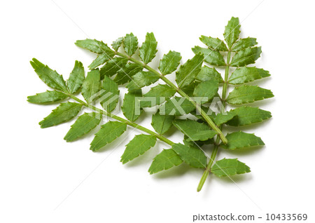 樹芽 樹芽 10433569