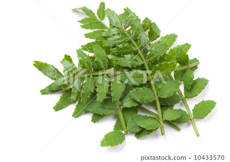 Tree buds Tree buds 10433570