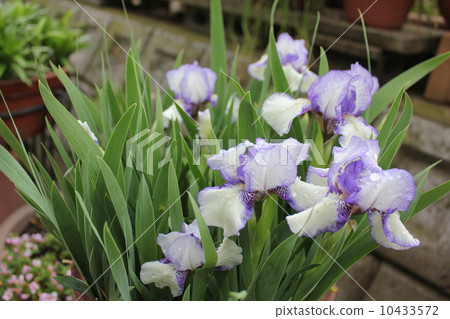 Setsubun花A香柿椿 Setsubun花A香柿椿 10433572