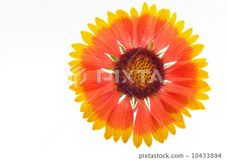 Gaillardia aristata 10433894