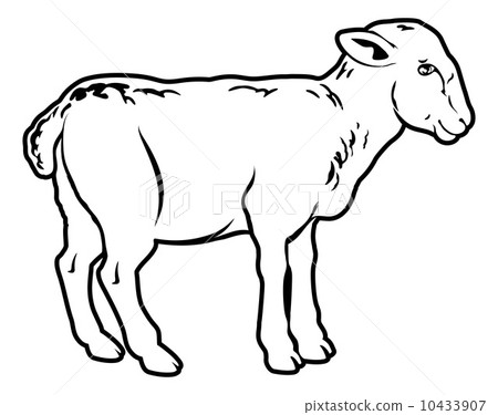 Lamb 10433907