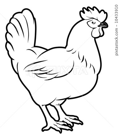 Chicken illustration Chicken illustration 10433910