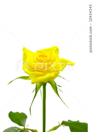 黃玫瑰 黃玫瑰 10434345