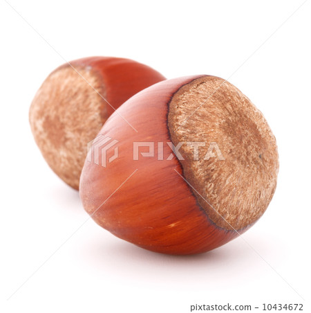 hazelnut or filbert nut isolated on white background cutout hazelnut or filbert nut isolated on white background cutout 10434672