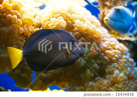 red sea fish 10434938