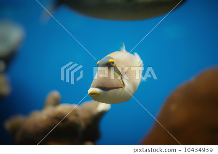 red sea fish 10434939