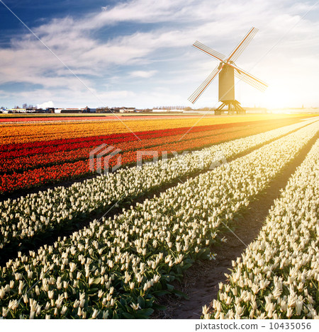 windmill on field of tulips