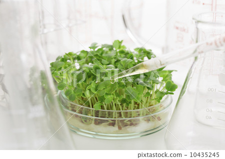 Vegetable breed improvement image 10435245