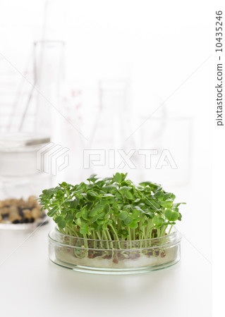 Vegetable breed improvement image 10435246