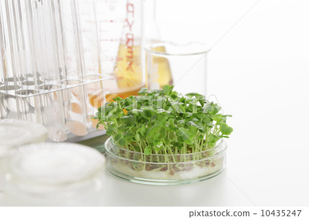 蔬菜品種改善圖像 10435247