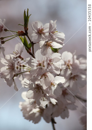 Takatookohigan 10435358