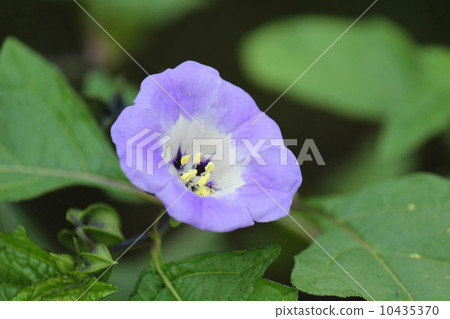 黑鰭金槍魚 黑鰭金槍魚 10435370