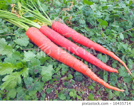 Golden ginseng Golden ginseng 10435714