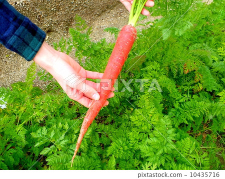 收穫的金黃胡蘿蔔 10435716