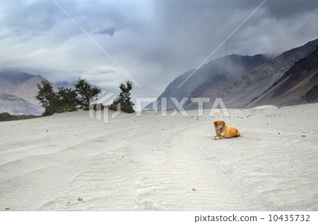 Dog in desert 10435732