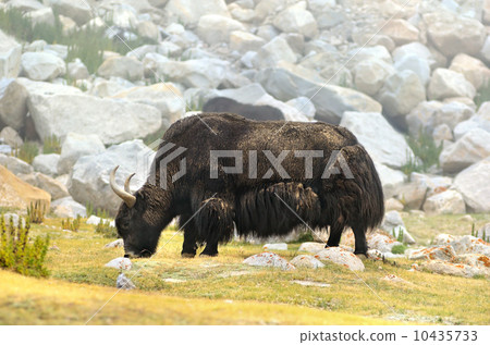Tibetan  yak 10435733