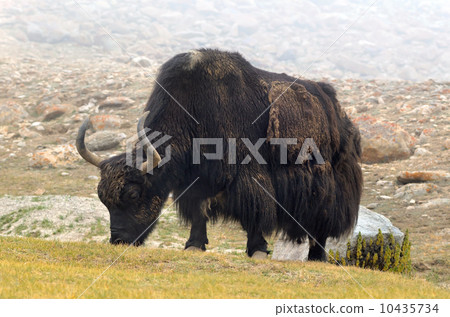 Tibetan  yak 10435734
