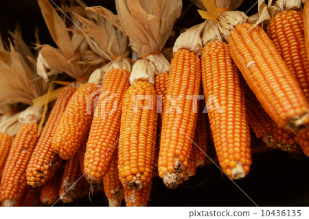 Koshu freshwater treasure Koshu freshwater treasure 10436135