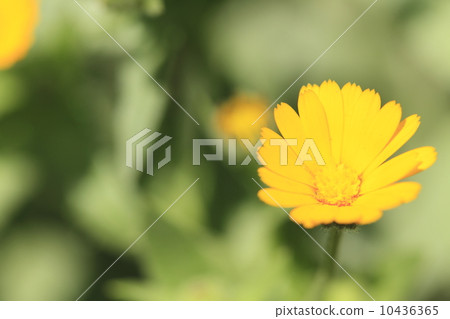 Fuyushirazu 10436365