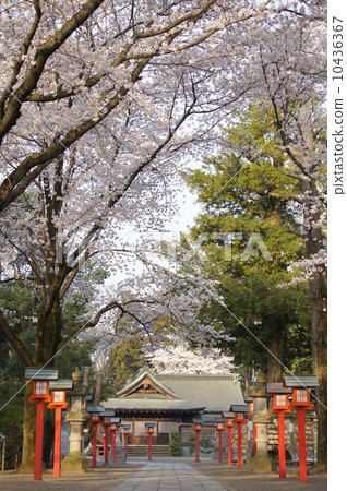 在神社的櫻花樹 在神社的櫻花樹 10436367
