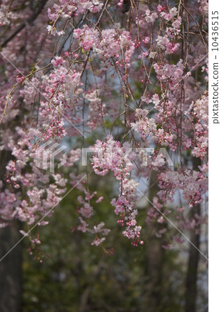 Weeping cherry tree 10436515