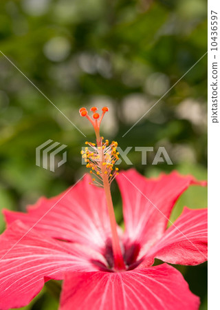Hibiscus Hibiscus 10436597