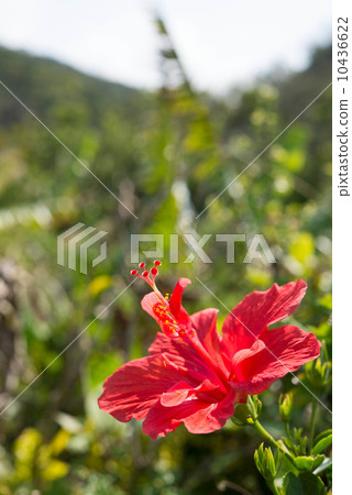 Hibiscus 10436622