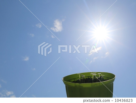 我發了芽 我發了芽 10436823