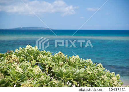 沖繩海 10437281