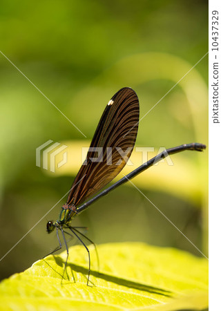 Ryukyu Hagorotombo 10437329