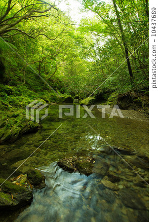 Clear flow of Yanbaru (Okumagawa) 10437689