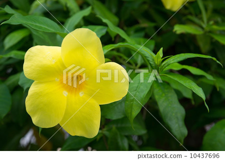 Allamanda 10437696