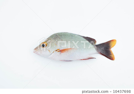 Mimija（日文名：Himefuedai） 10437698