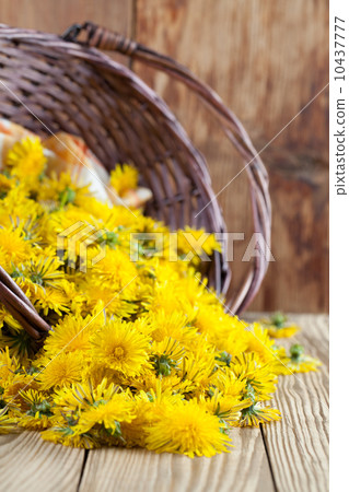 Dandelions in a basket 10437777