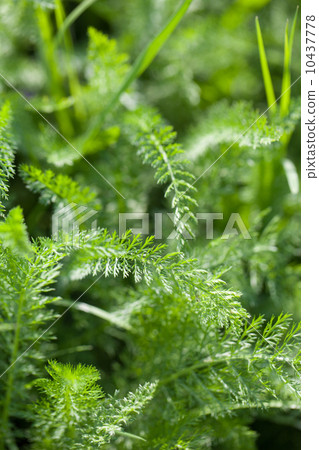 Yarrow Yarrow 10437778