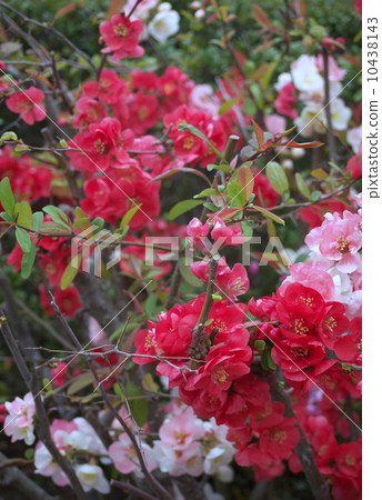 模糊的鮮花 模糊的鮮花 10438143