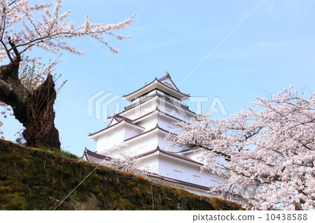 Tsuruga castle in spring 10438588