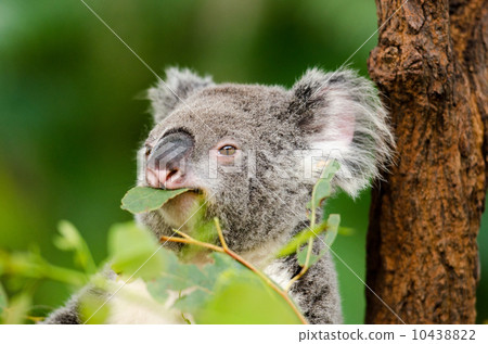 Koala in a meal Koala in a meal 10438822
