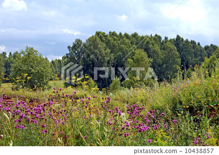 Summer forest 10438857