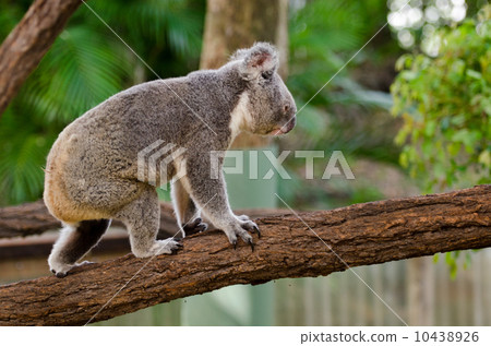 Koala across trees Koala across trees 10438926