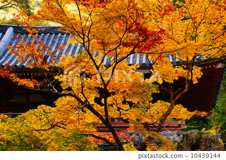Autumn leaves 10439144