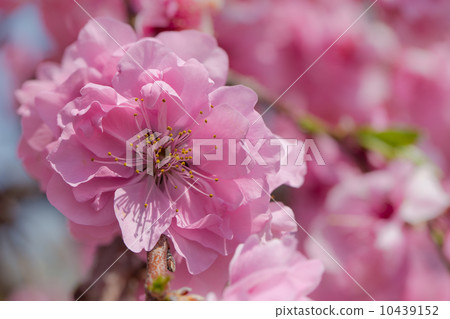 垂涎的桃子 10439152