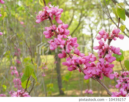 Hana's flower 10439257