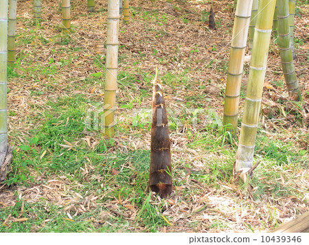 Bamboo shoots 10439346