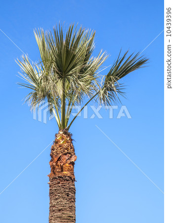 Small palm tree above clear blue sky background Small palm tree above clear blue sky background 10439396