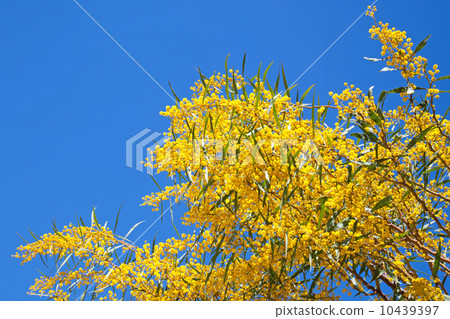 Bright yellow flowers of Golden wattle. Acacia pycnantha Bright yellow flowers of Golden wattle. Acacia pycnantha 10439397