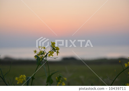 強姦花朵充滿了痛苦 10439711