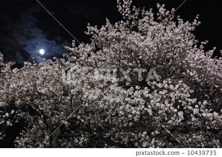 櫻桃樹在晚上在晚上 櫻桃樹在晚上在晚上 10439735